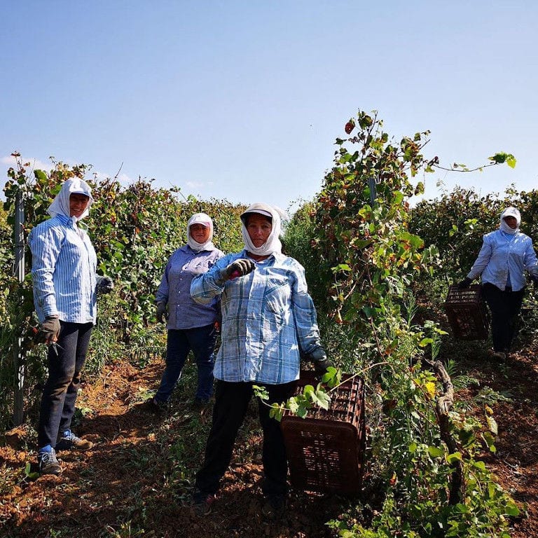 women with kerchiefs smiling happily at the camera at Argyriou Winery vineyards